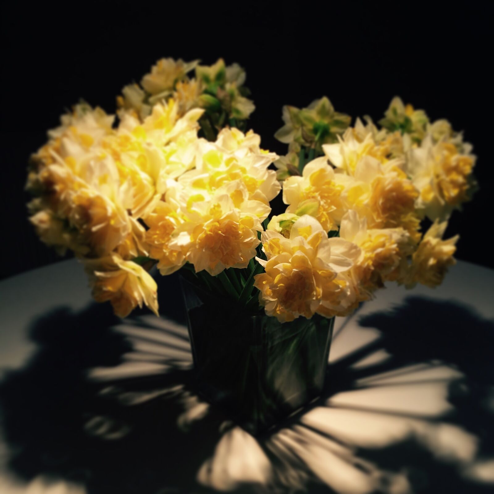 iPhone 6 Plus back camera 4.15mm f/2.2 sample photo. Flowers, shadows, floral photography
