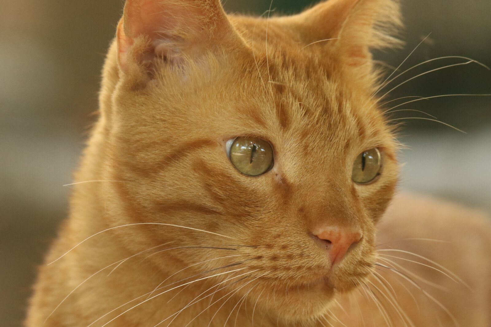 Canon EOS 7D Mark II sample photo. Cat, face, portrait photography