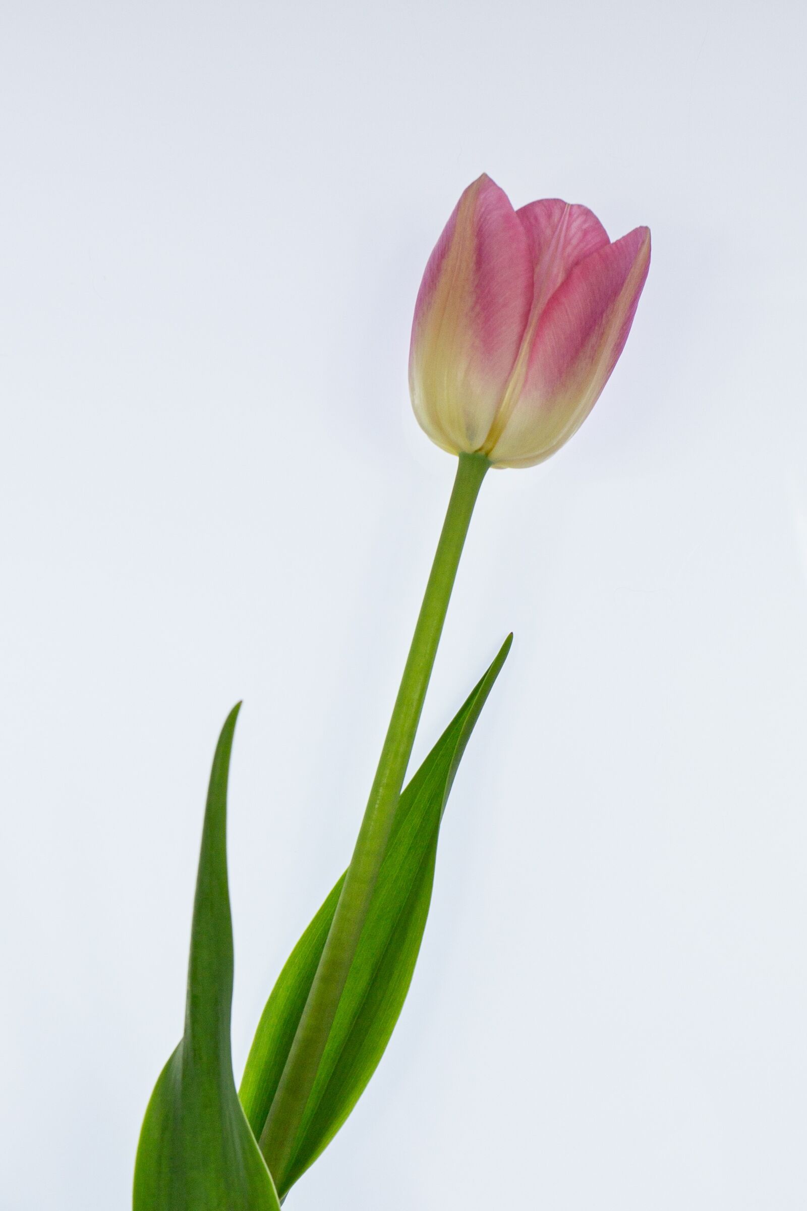 Canon EOS 5D Mark III + Canon EF 17-40mm F4L USM sample photo. Tulip, pink, easter flowers photography