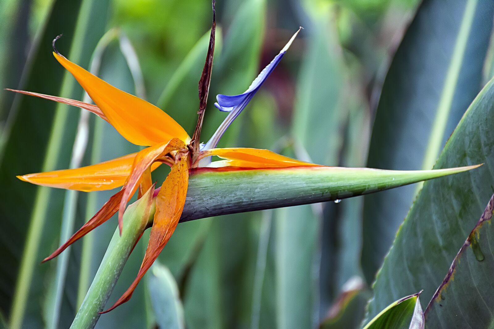 Nikon D7100 sample photo. Beauty, bloom, blossom photography