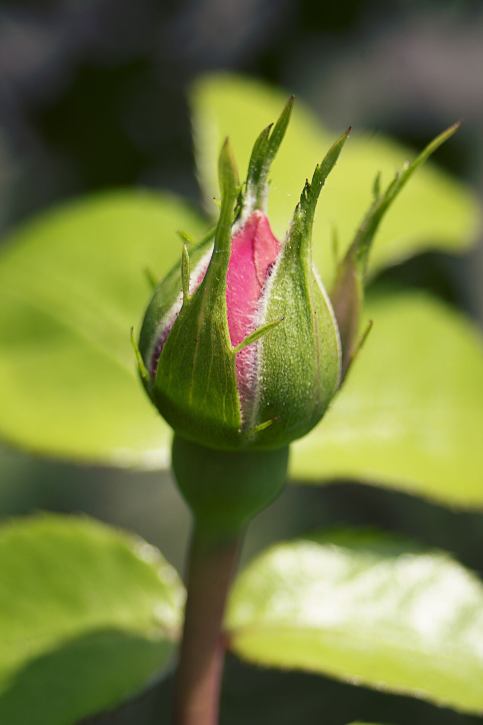 Canon EF 28-80mm f/3.5-5.6 sample photo. Rose, bud, flower photography