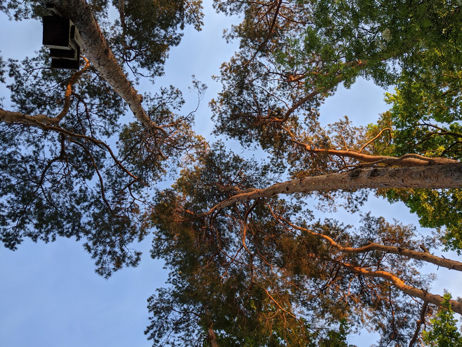 Google Pixel 3a sample photo. Tree, tree summit, pine photography