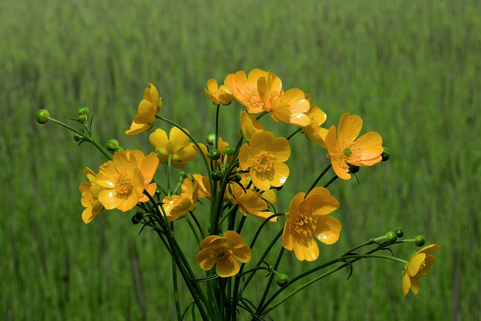 Nikon Coolpix P900 sample photo. Buttercup, flowers, meadow photography