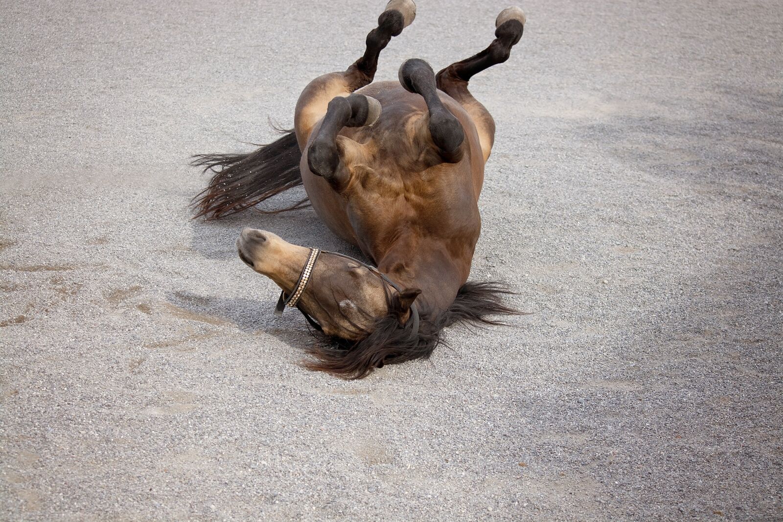Nikon D7100 sample photo. Horse, pony, mare photography