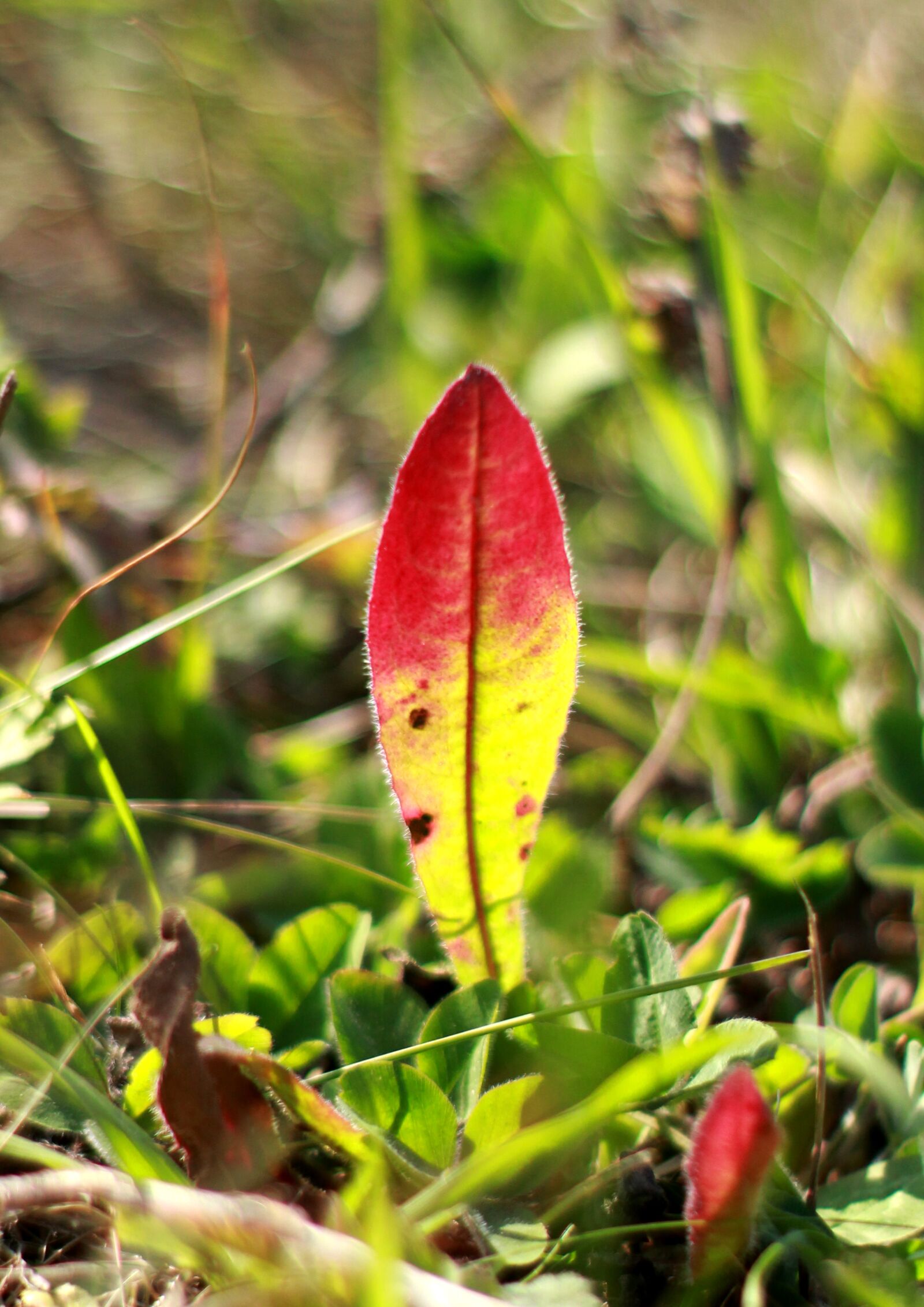 Canon EOS 1200D (EOS Rebel T5 / EOS Kiss X70 / EOS Hi) sample photo. Sheet, autumn, red photography