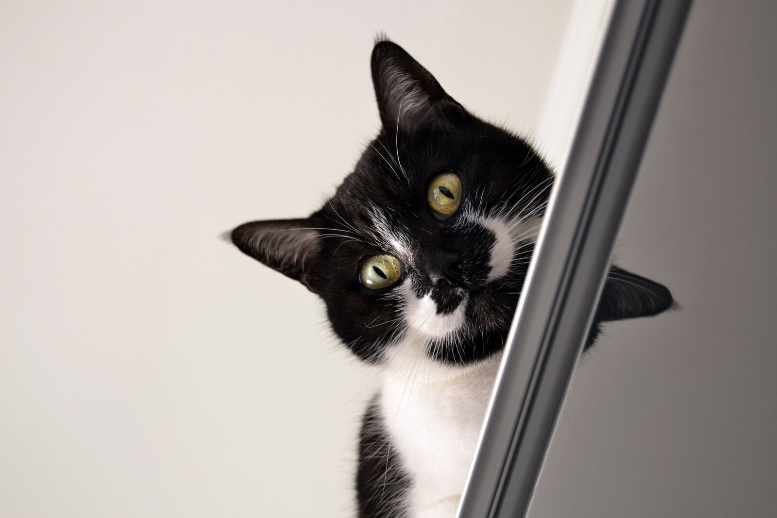 Nikon D3100 sample photo. Cat, black white, cat photography