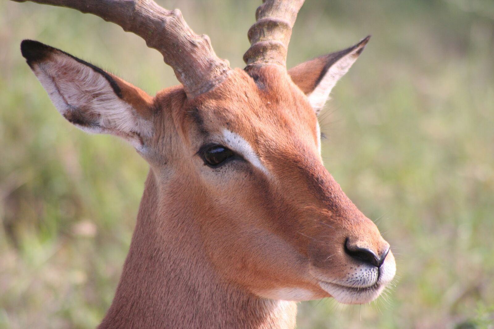 Canon EOS 350D (EOS Digital Rebel XT / EOS Kiss Digital N) sample photo. Buck, antelope, animal photography