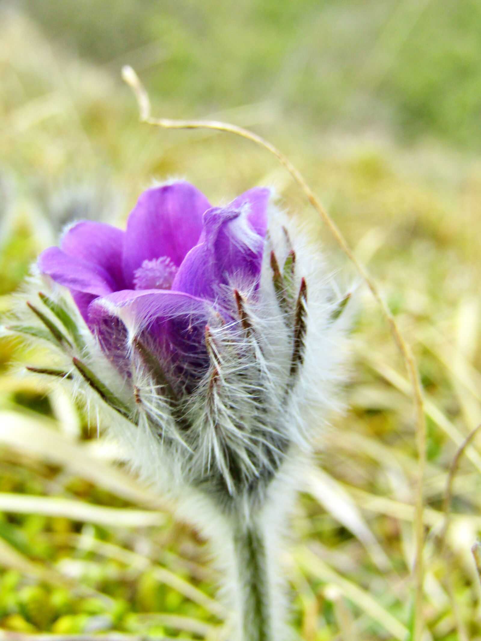 Canon POWERSHOT SX432 IS sample photo. Pasque flower, pasqueflower, bud photography