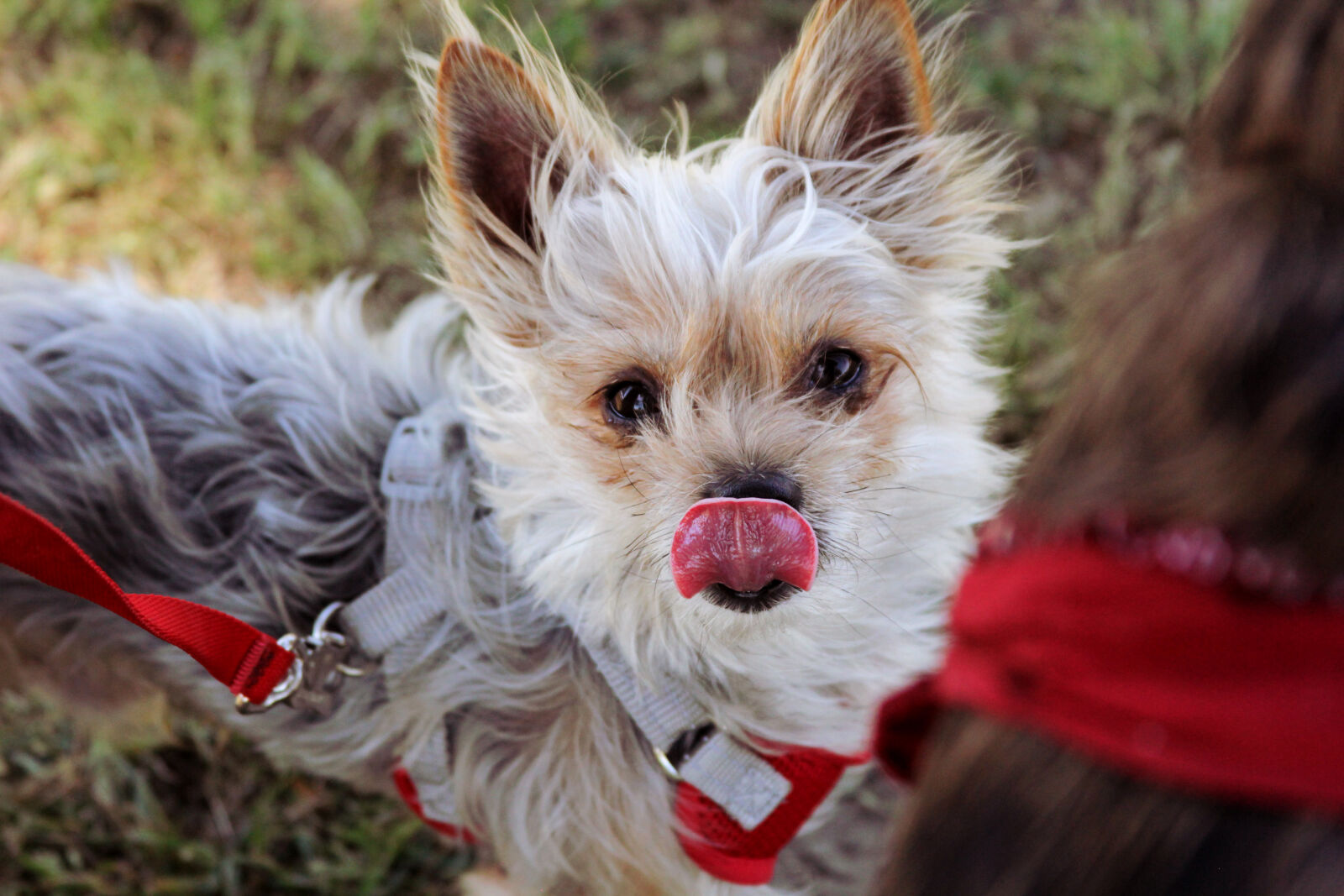 Canon EOS 550D (EOS Rebel T2i / EOS Kiss X4) sample photo. Dogs, terriers, tongues photography