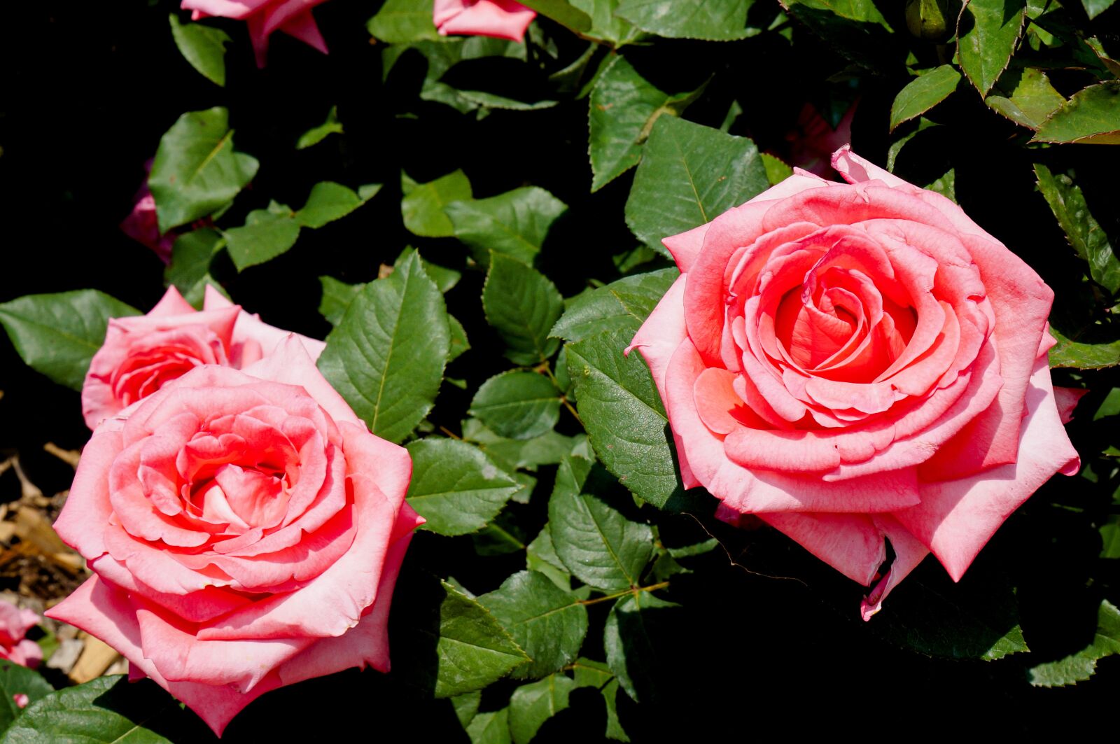 Sony Alpha NEX-3N + Sony E 35mm F1.8 OSS sample photo. Roses, pink rose, garden photography