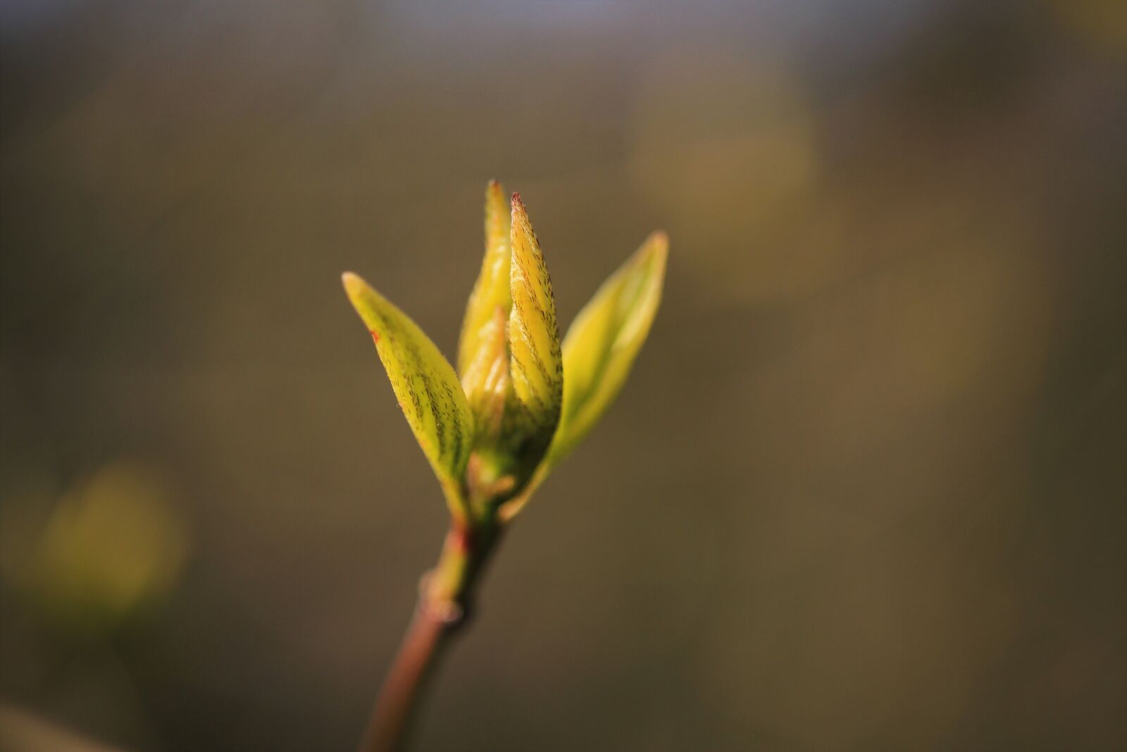 Canon EOS 7D sample photo. Bush, tree, branch photography
