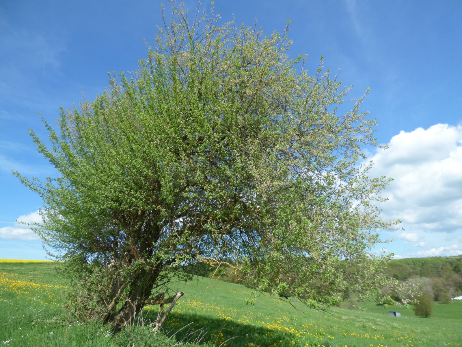 Panasonic DMC-FZ72 sample photo. Landscape, tree, spring photography