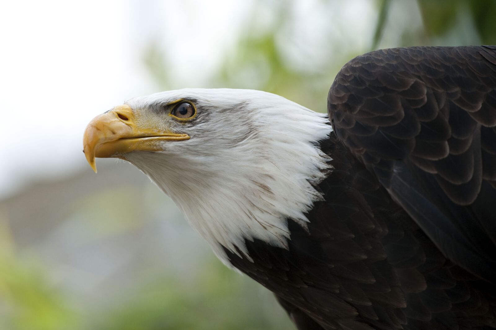 Nikon D700 sample photo. Eagle, bird, raptor photography