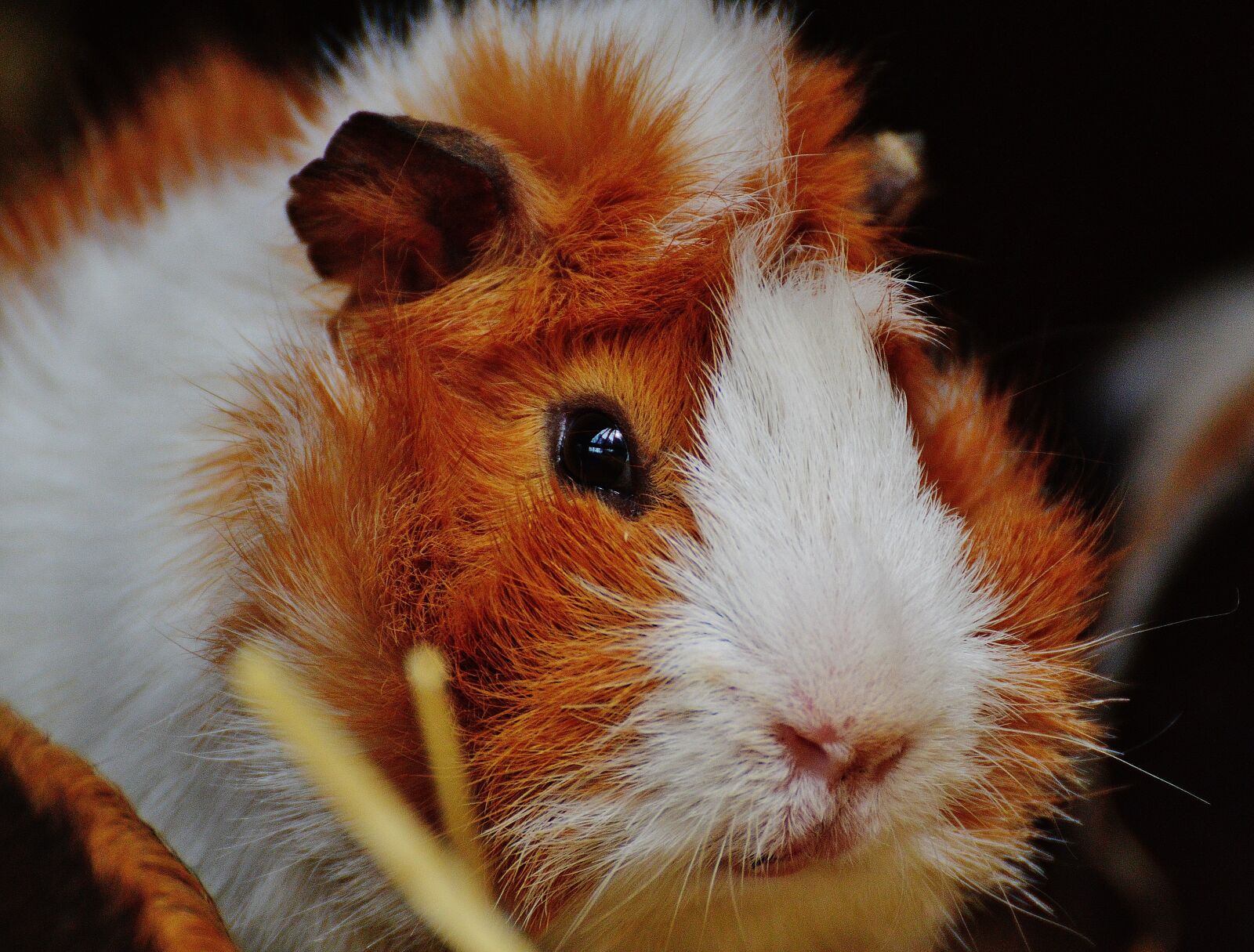 Nikon D3200 sample photo. Guinea pig, wildpark poing photography