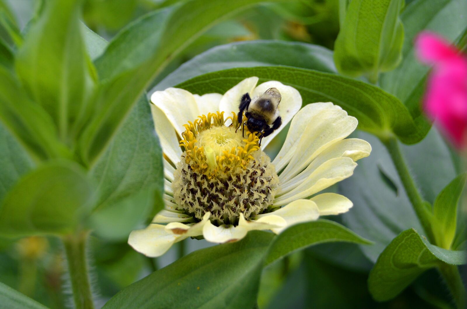 Nikon D3200 sample photo. Bee, bumblebee, bumble photography