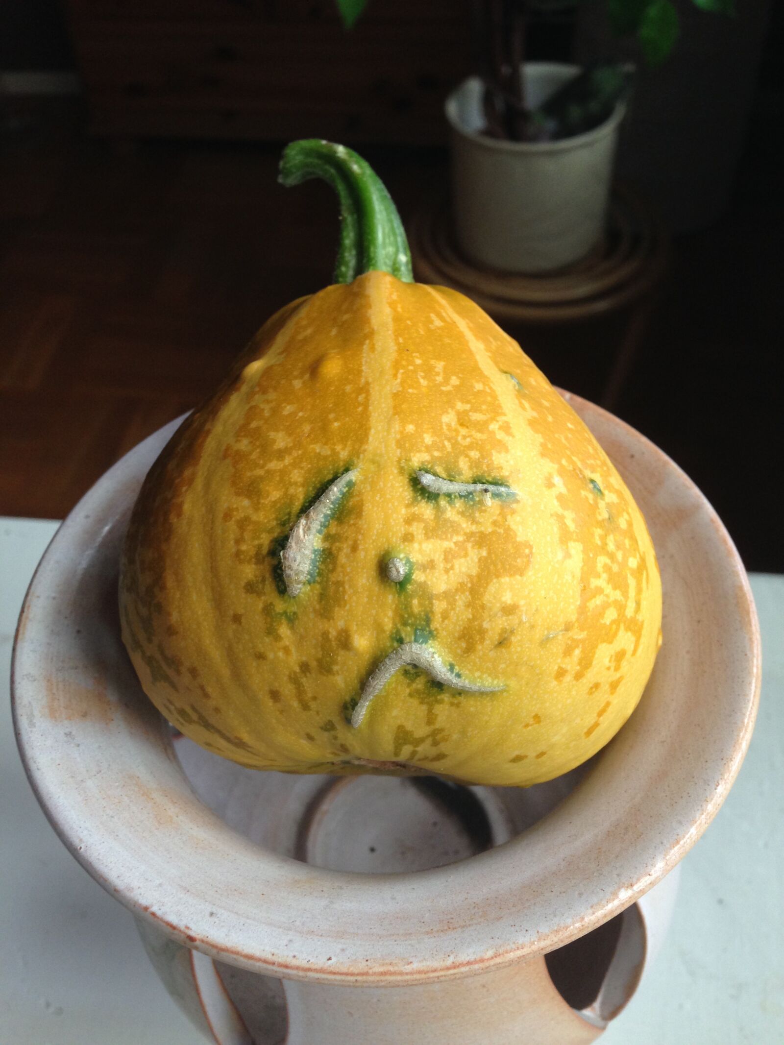 iPhone 5 back camera 4.12mm f/2.4 sample photo. Pumpkin, hubby, yellow photography