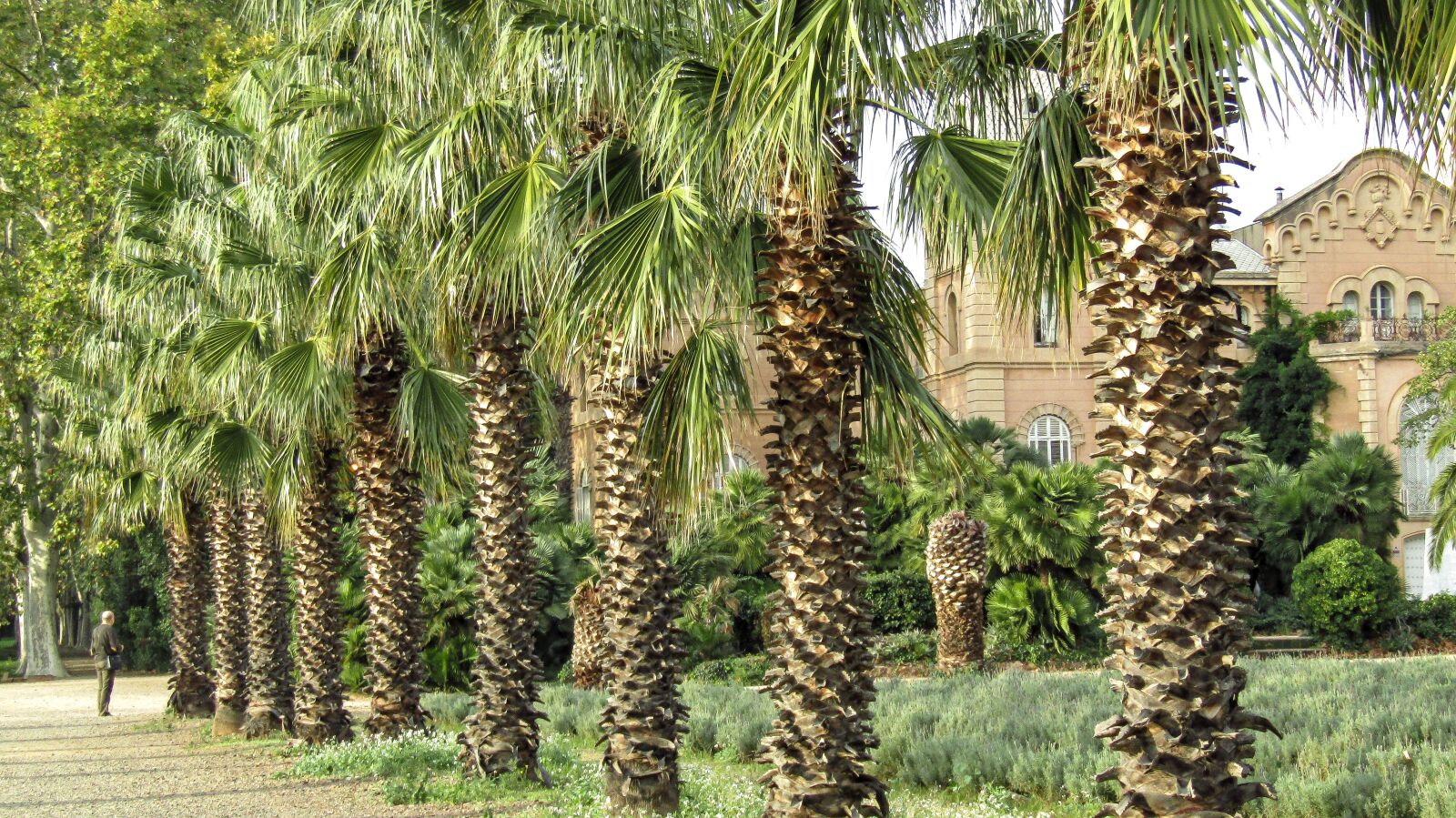 Canon PowerShot SX410 IS sample photo. Palms, park, green photography
