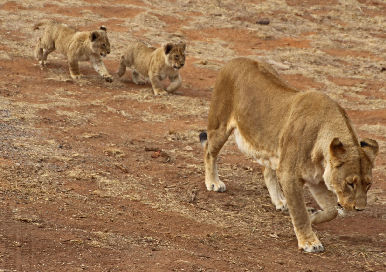 Canon EOS 7D Mark II sample photo. Animal, cups, dry, lion photography