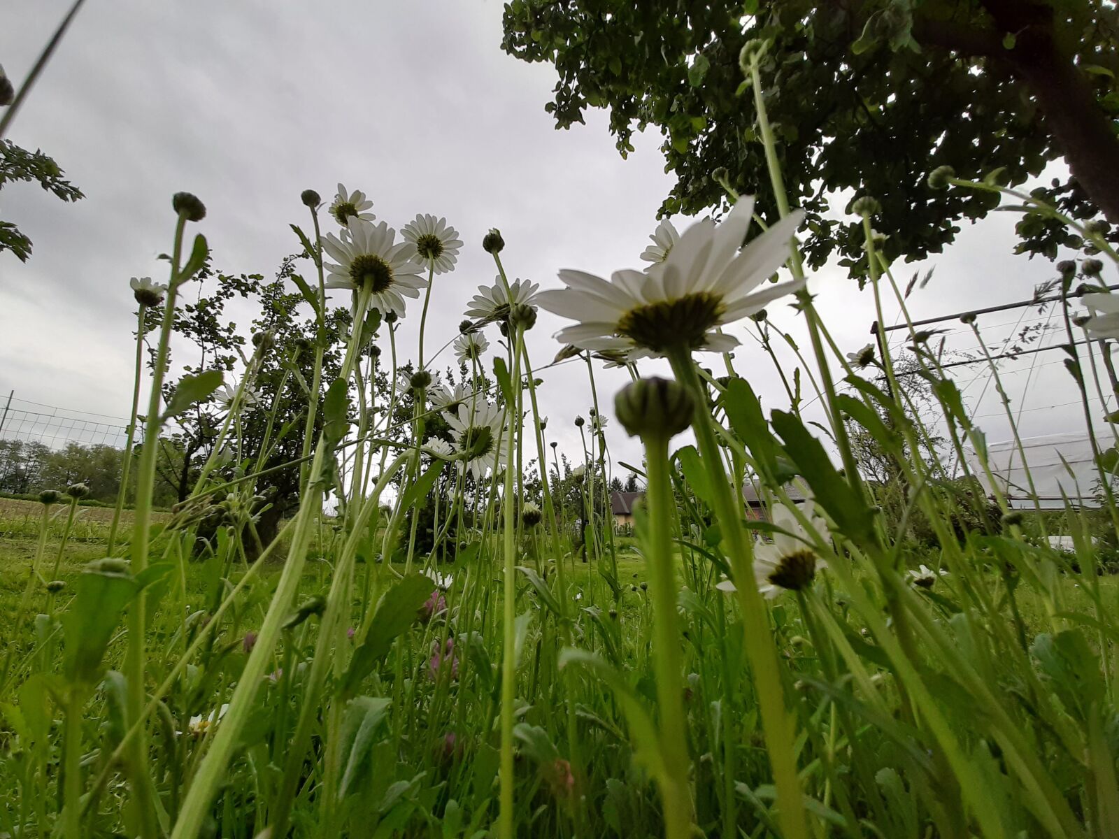 Samsung Galaxy A50 sample photo. Daisy, white, flowers photography