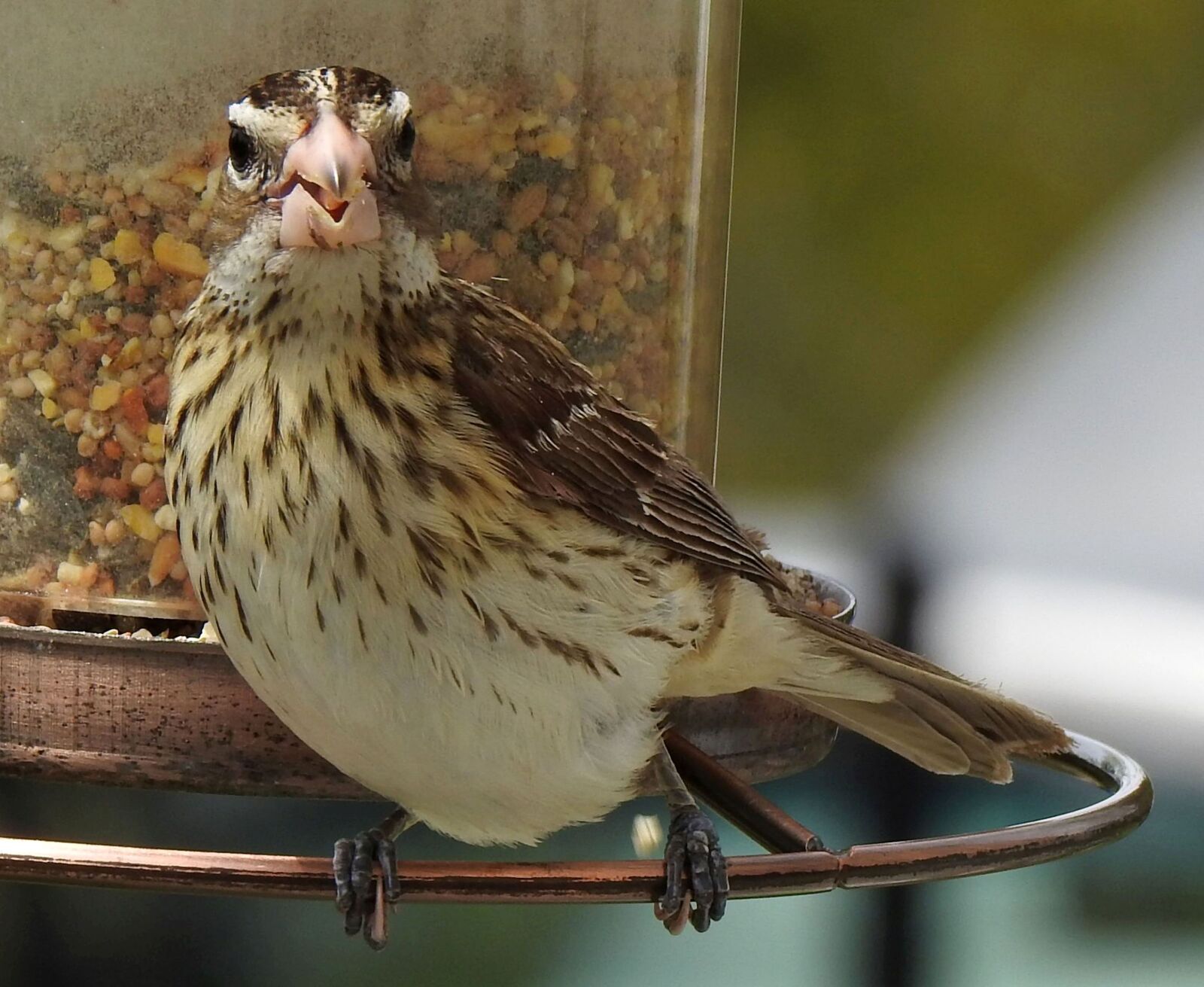 Nikon Coolpix P900 sample photo. Rose-breasted grosbeak, female, pheucticus photography