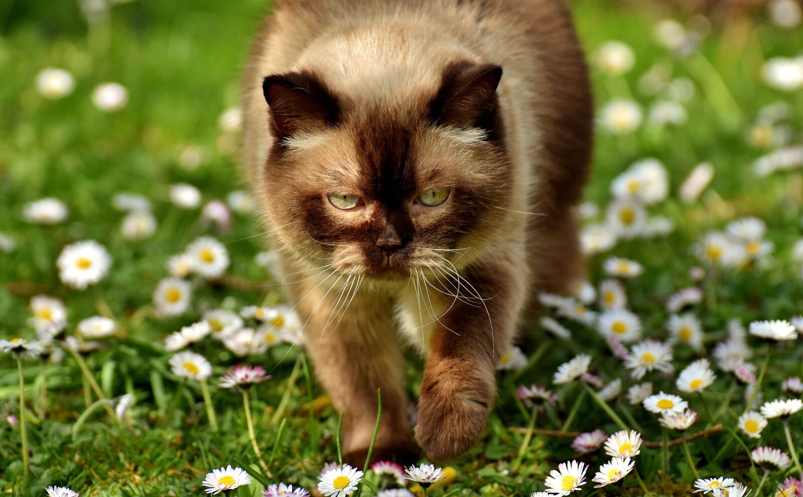 Nikon D7200 sample photo. British shorthair, cat, mieze photography