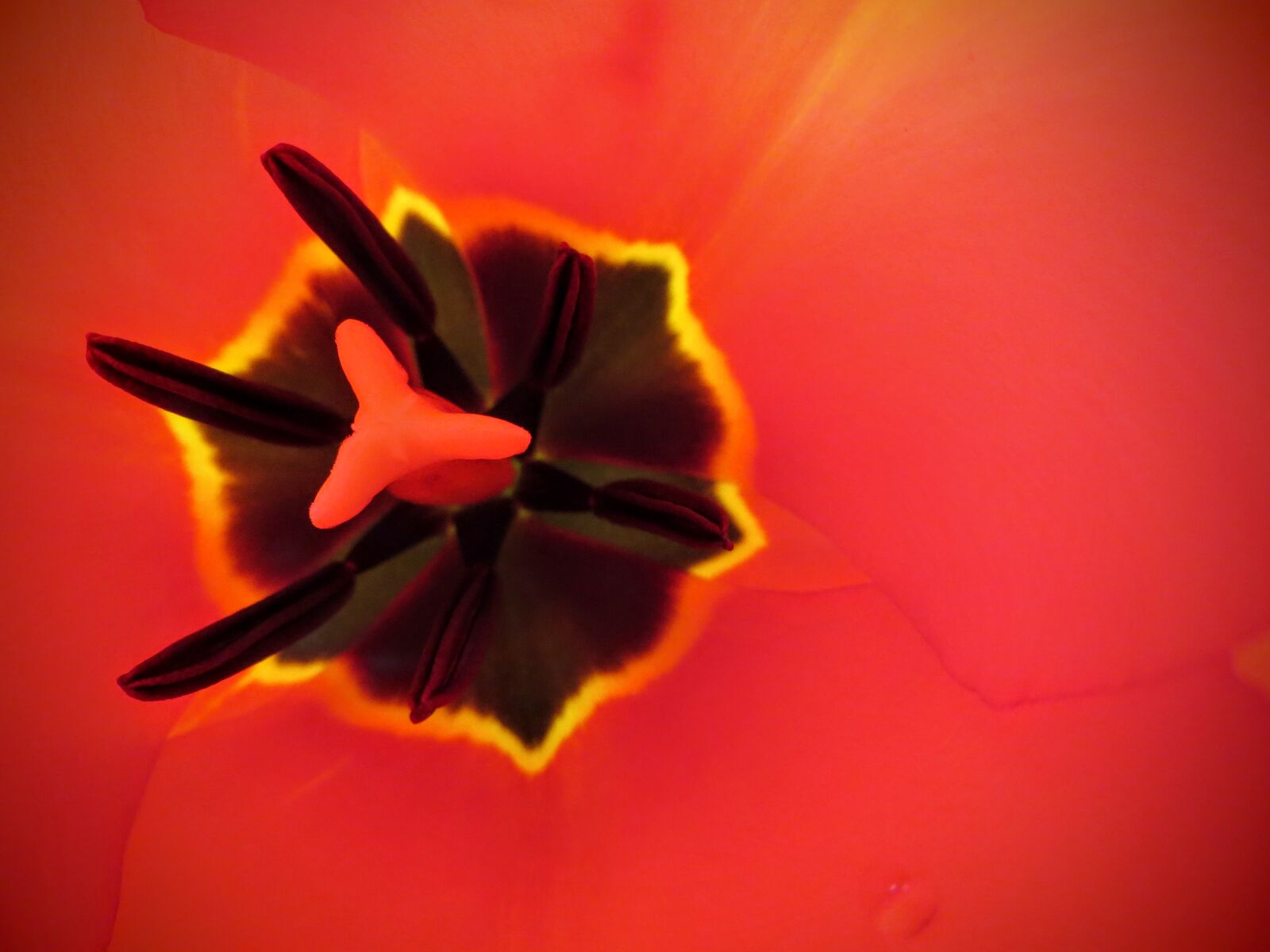 Canon PowerShot SX260 HS sample photo. Flower, macro, pistil, pollen photography