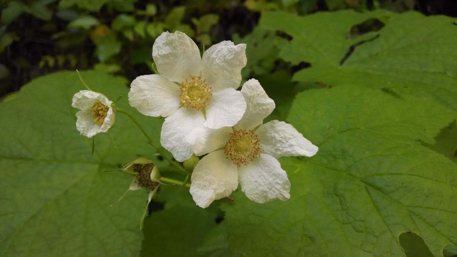 Motorola Moto X (1st Gen) sample photo. Flower, white, green photography