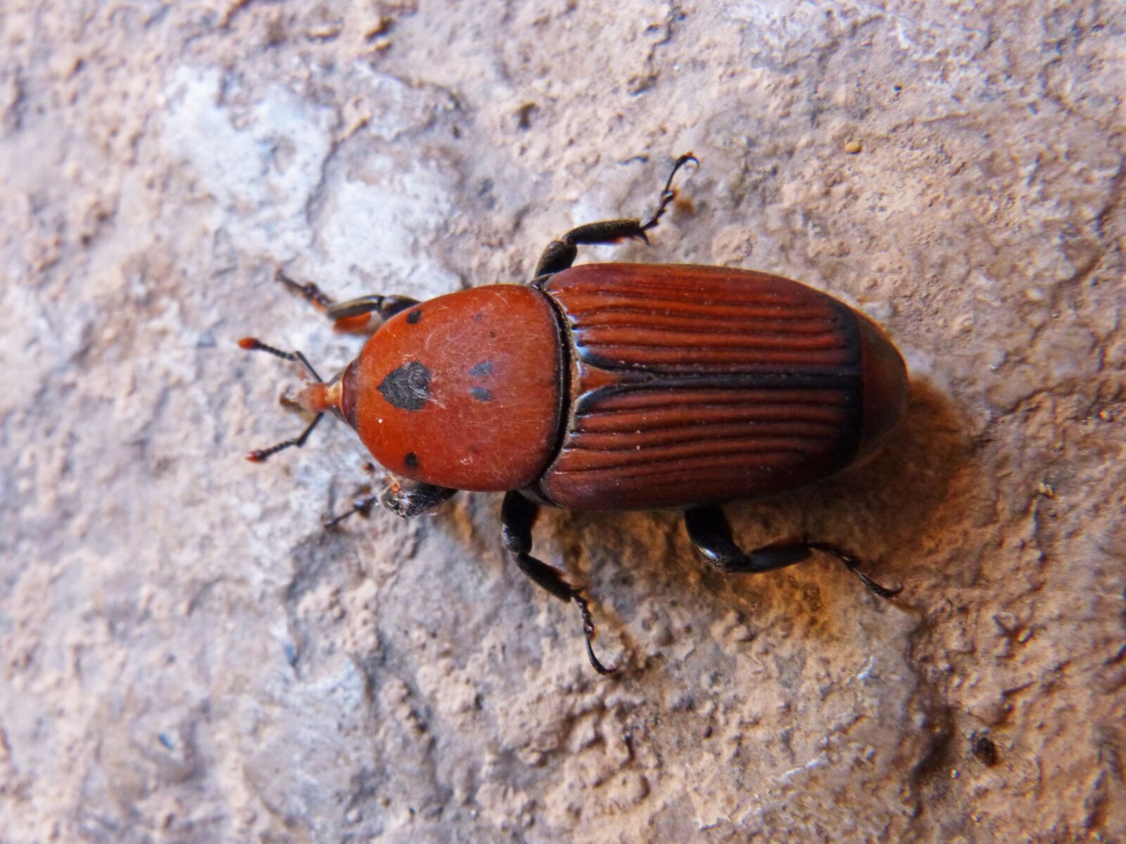 Panasonic DMC-FZ62 sample photo. Beetle, orange, grated photography