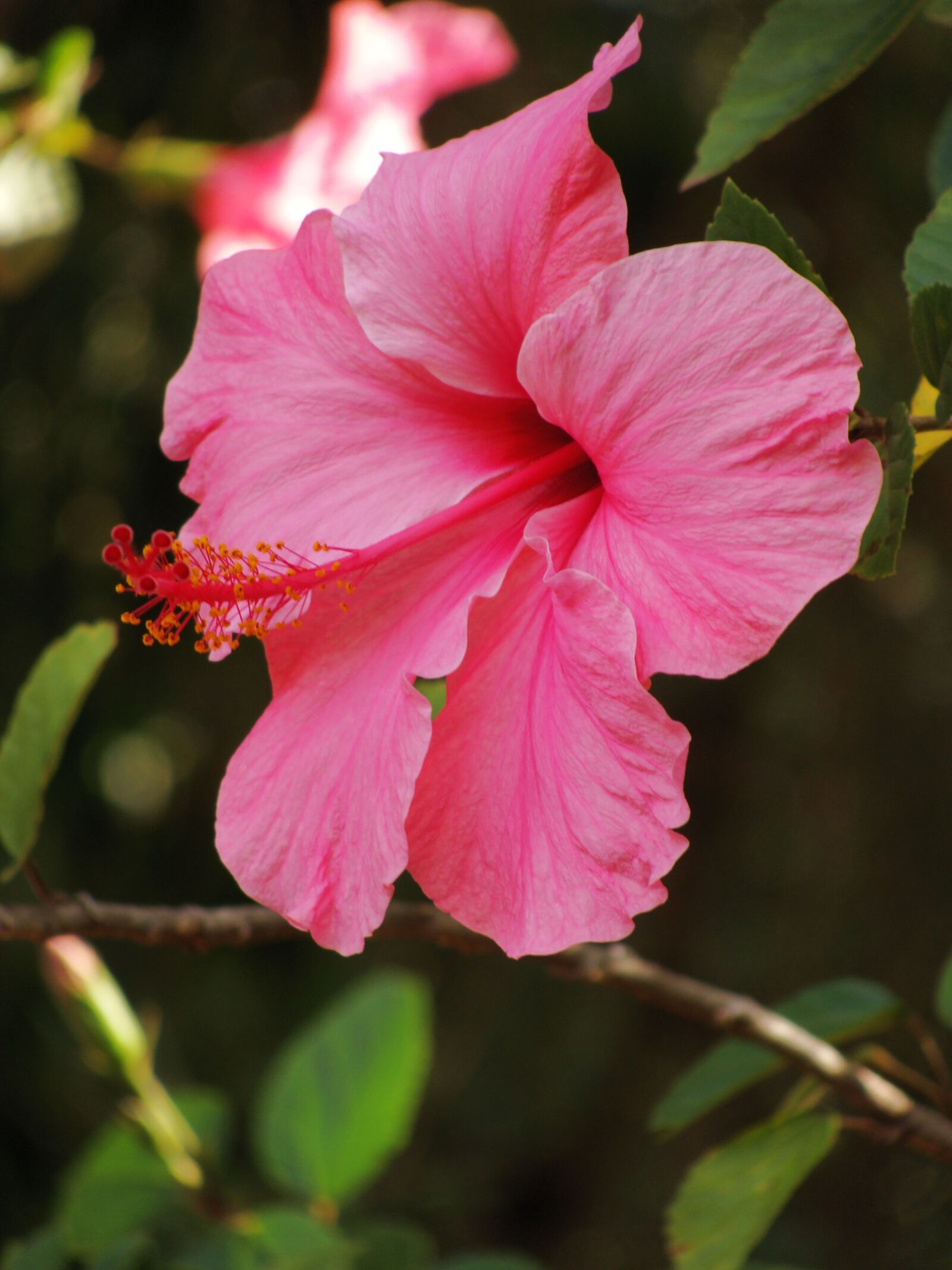 Sony DSC-H3 sample photo. Flower, hibiscus pink, plant photography