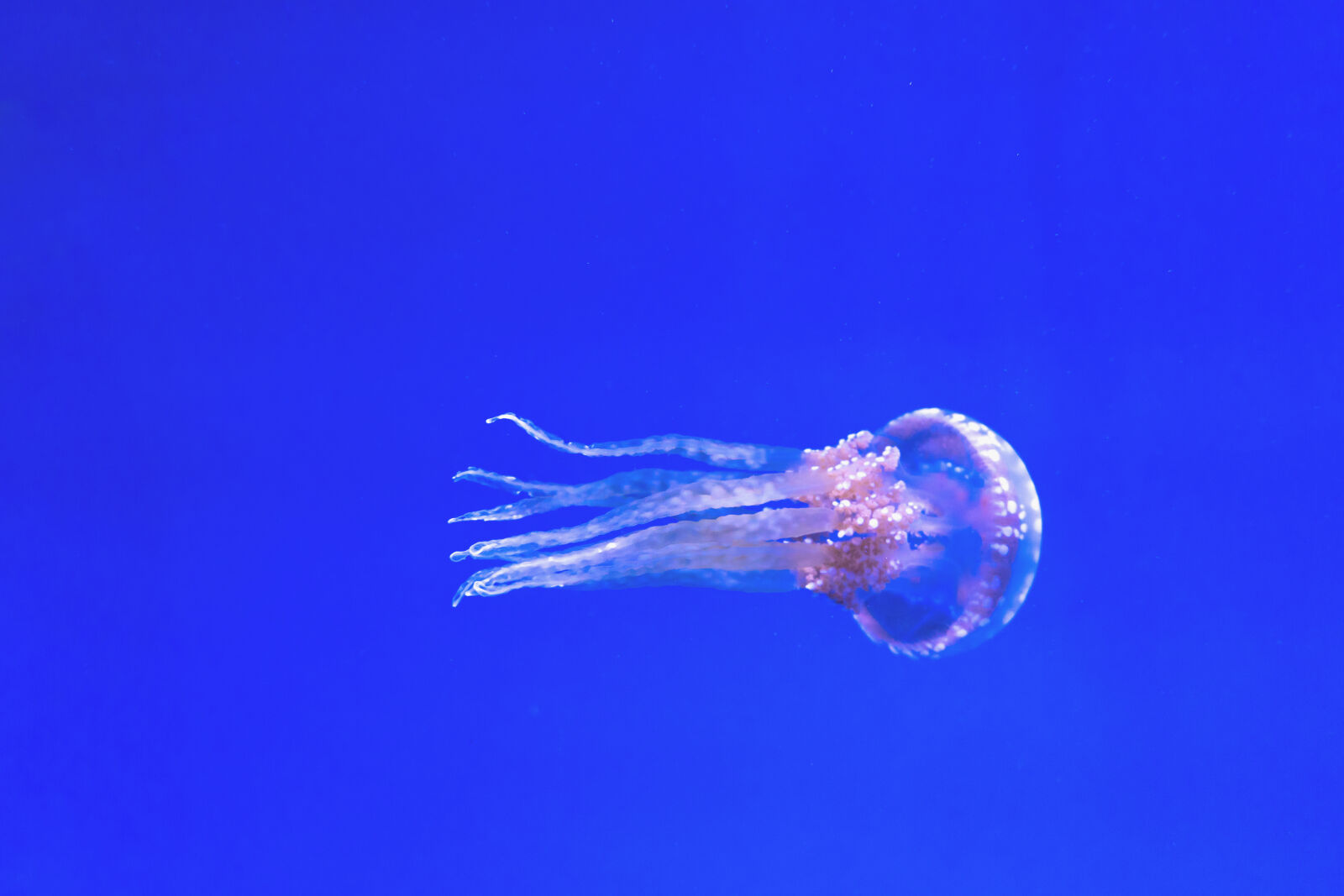 Sony a7 II + Sony FE 28-70mm F3.5-5.6 OSS sample photo. Aquarium, aquatic, blue, color photography