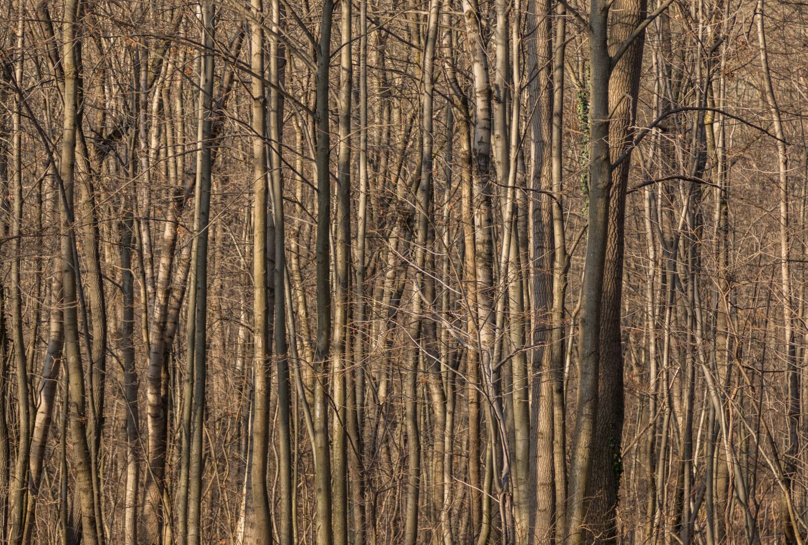 Canon EOS 70D + Canon EF 24-105mm F4L IS USM sample photo. Forest, autumn, tree trunks photography