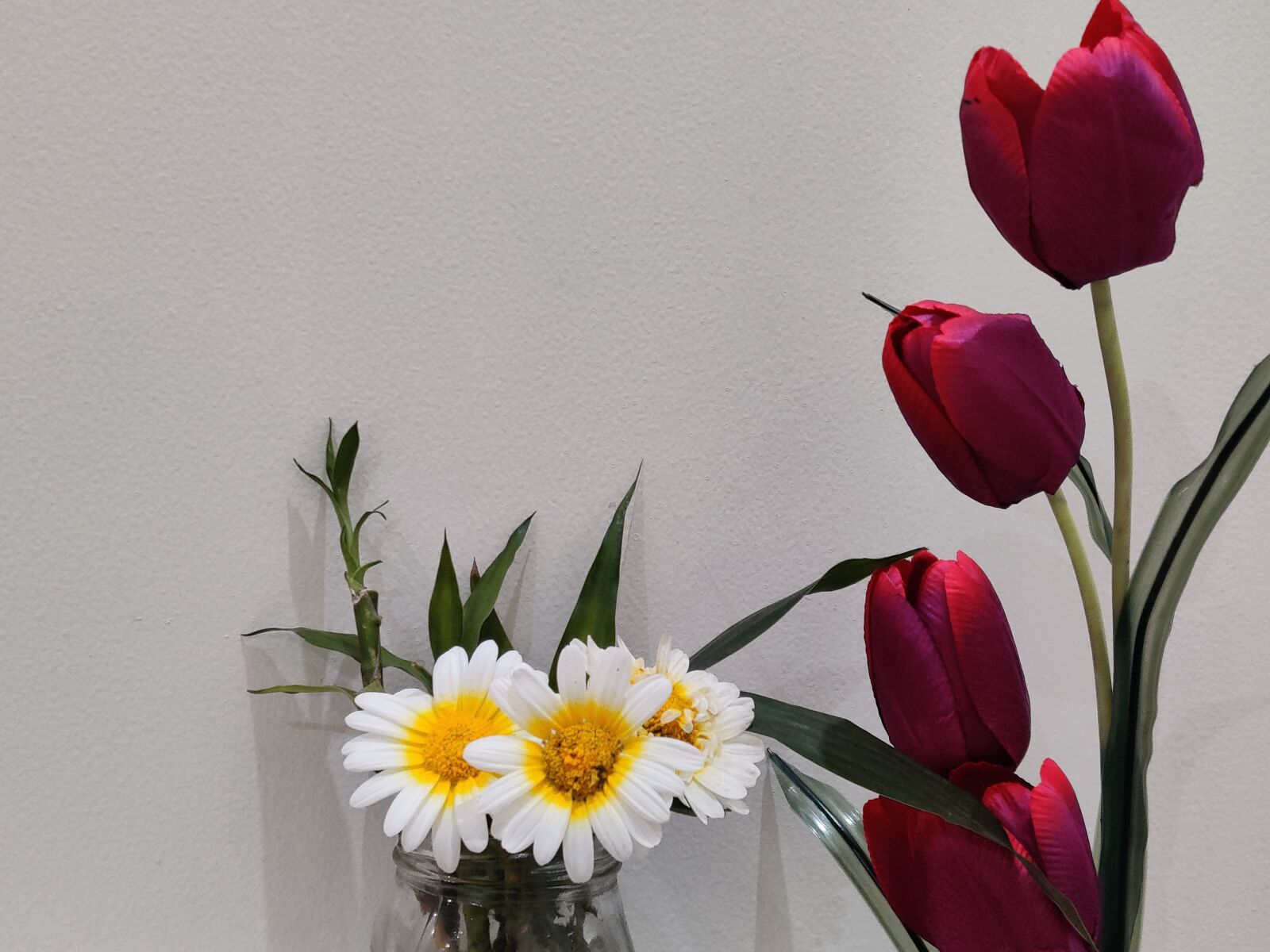 OnePlus HD1901 sample photo. Tulip, flowers, freshness photography