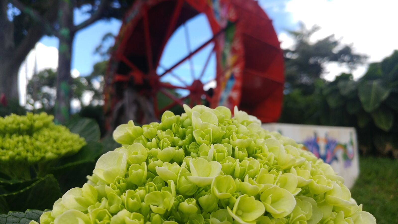 LG G5 SE sample photo. Green, flowers, plant photography