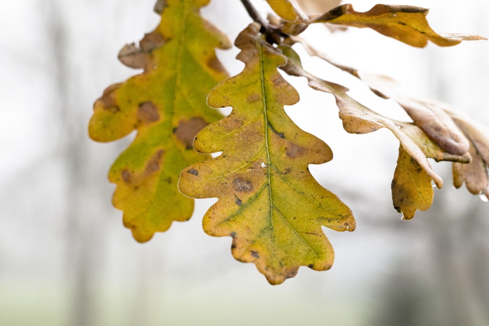 Canon EOS M5 sample photo. Leaf, oak tree, natural photography