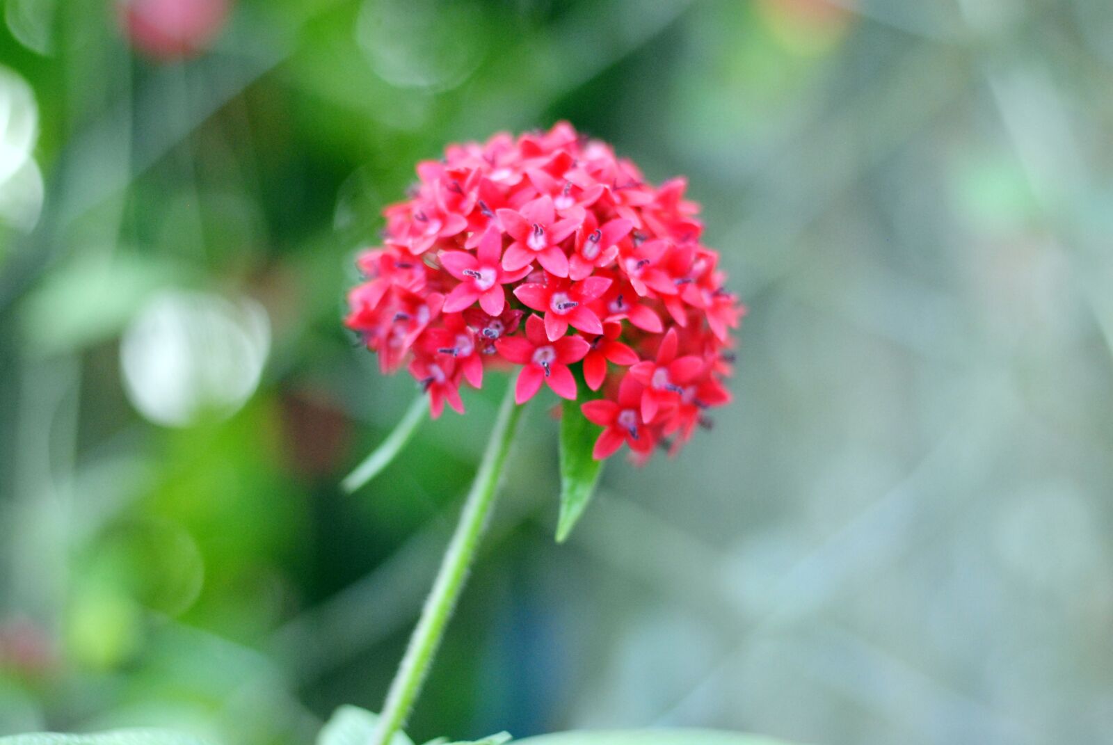 Nikon D3000 sample photo. Red flower, blossom, garden photography