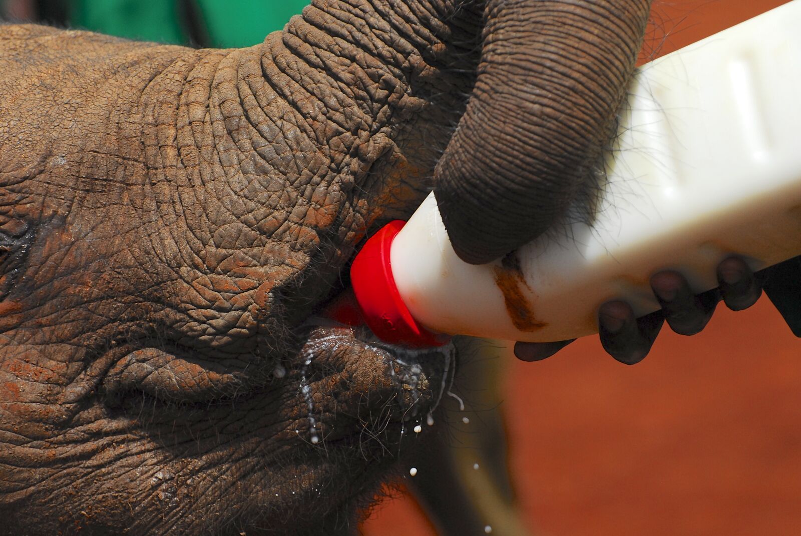 Nikon D200 sample photo. Elephants, bottle feeding, nairobi photography