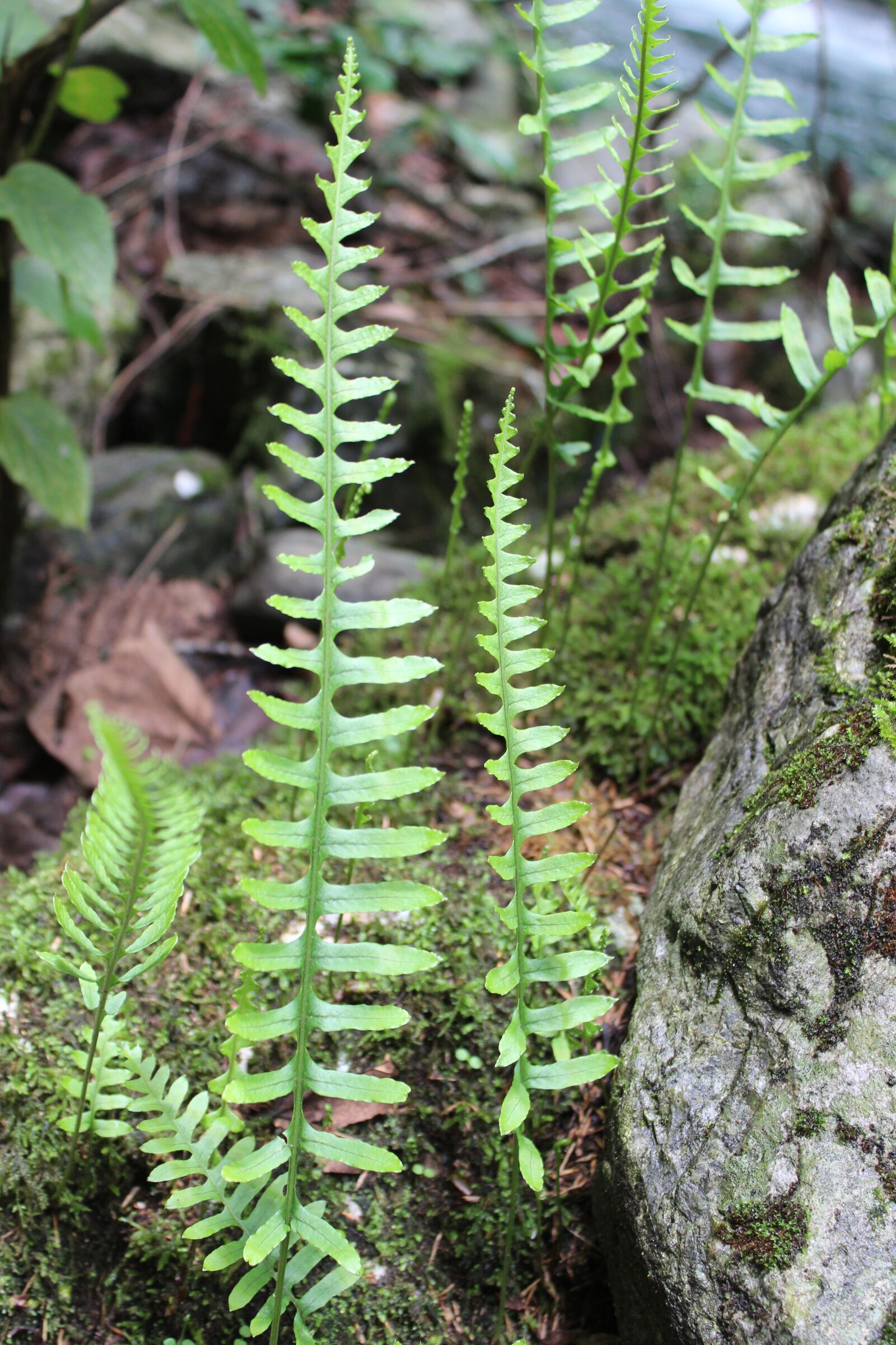 Canon EOS 600D (Rebel EOS T3i / EOS Kiss X5) sample photo. Fern, nature, plants photography