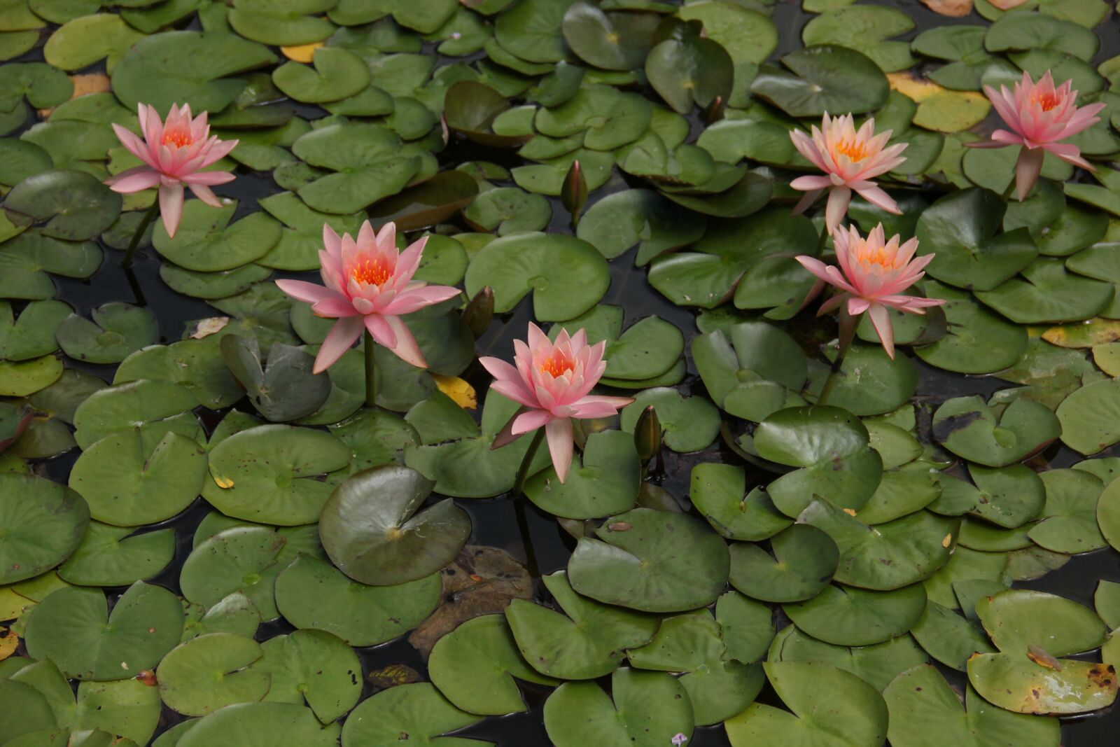 Canon EOS 550D (EOS Rebel T2i / EOS Kiss X4) sample photo. Waterlilies, flowers, leaves photography