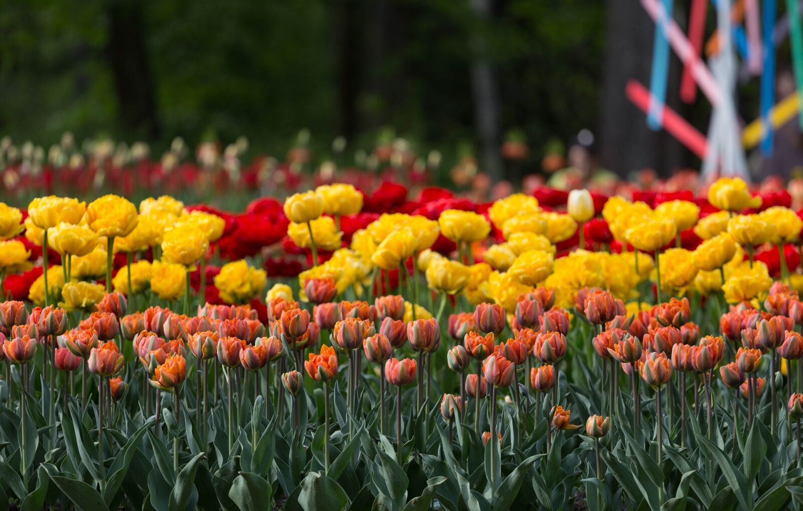 Canon EOS 6D + Canon EF 70-200mm F4L USM sample photo. Flowers, tulips, festival photography