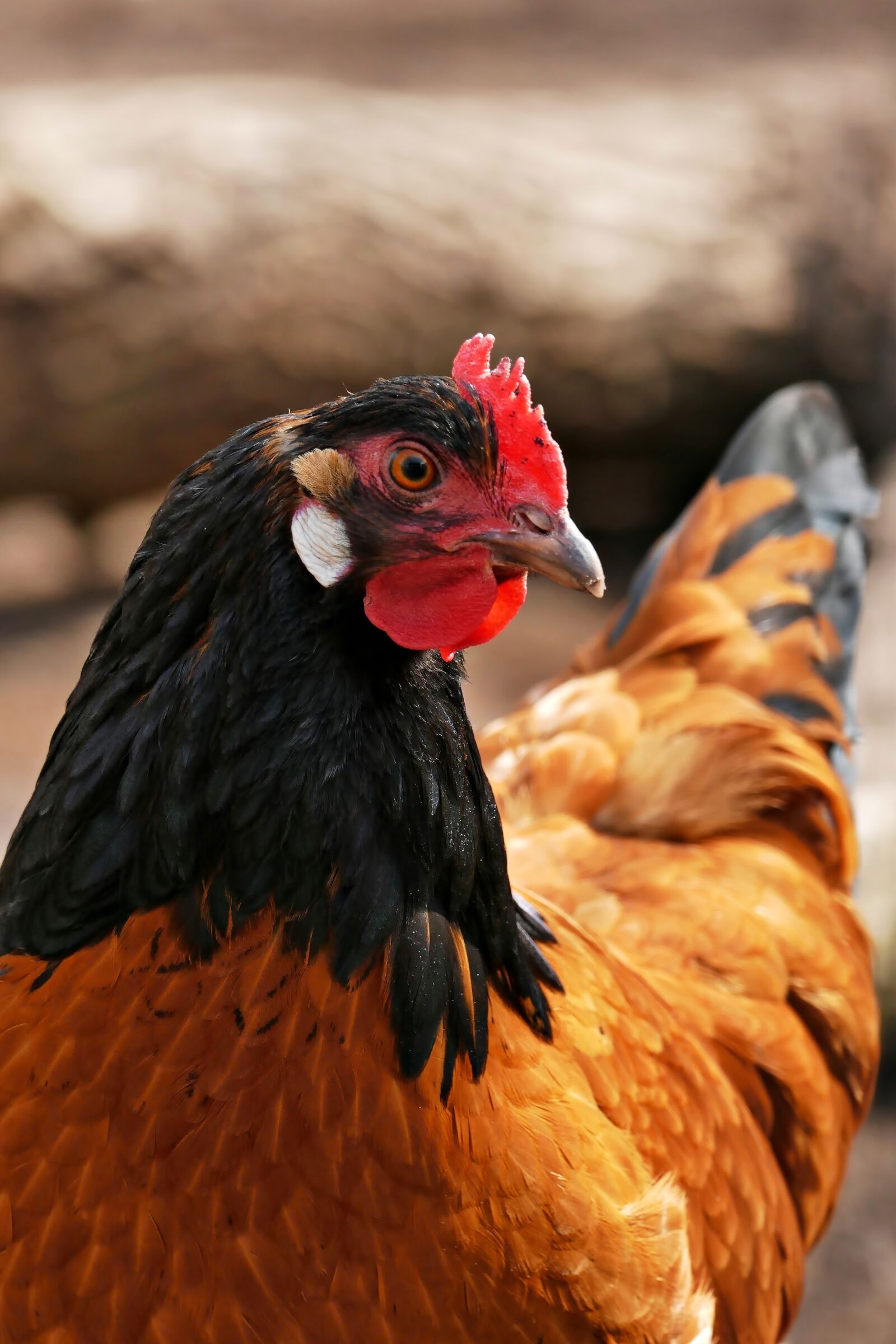 Panasonic Lumix DMC-FZ1000 sample photo. Chicken, bill, poultry photography