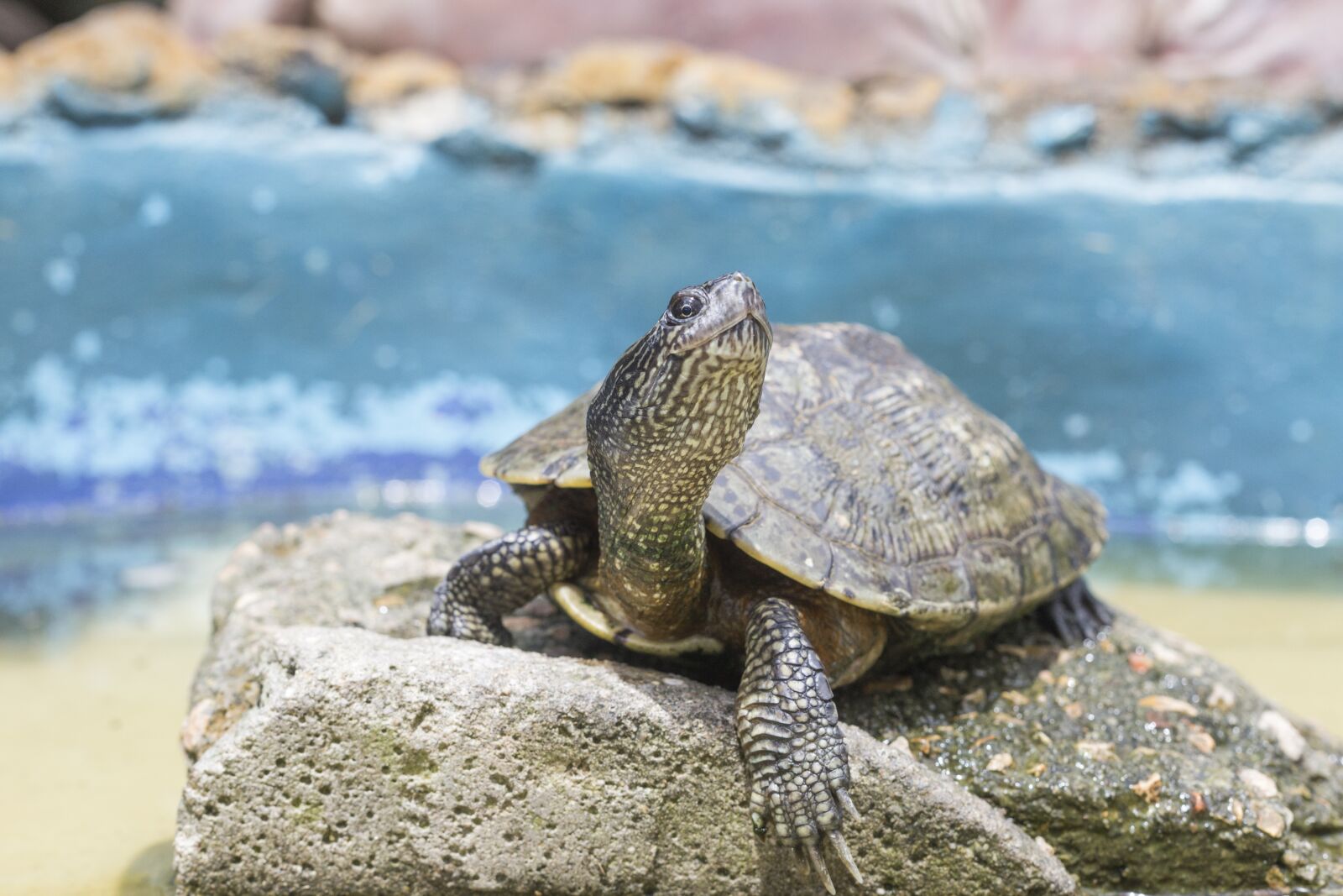 Canon EOS 6D + Canon EF 50mm F1.4 USM sample photo. Turtle, rock, animal photography