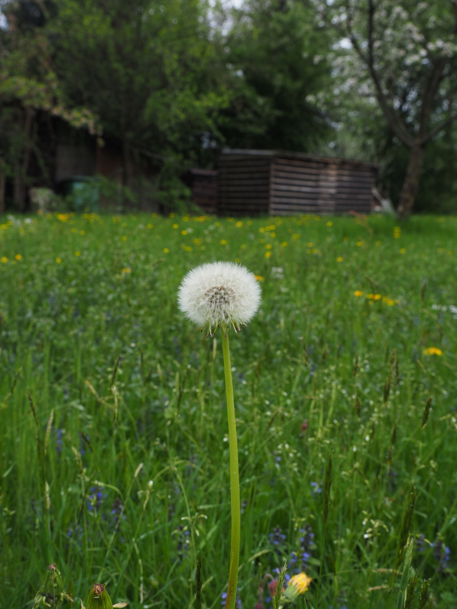 Olympus OM-D E-M1 + Olympus M.Zuiko Digital ED 12-40mm F2.8 Pro sample photo. Dandelion, spring, meadow photography