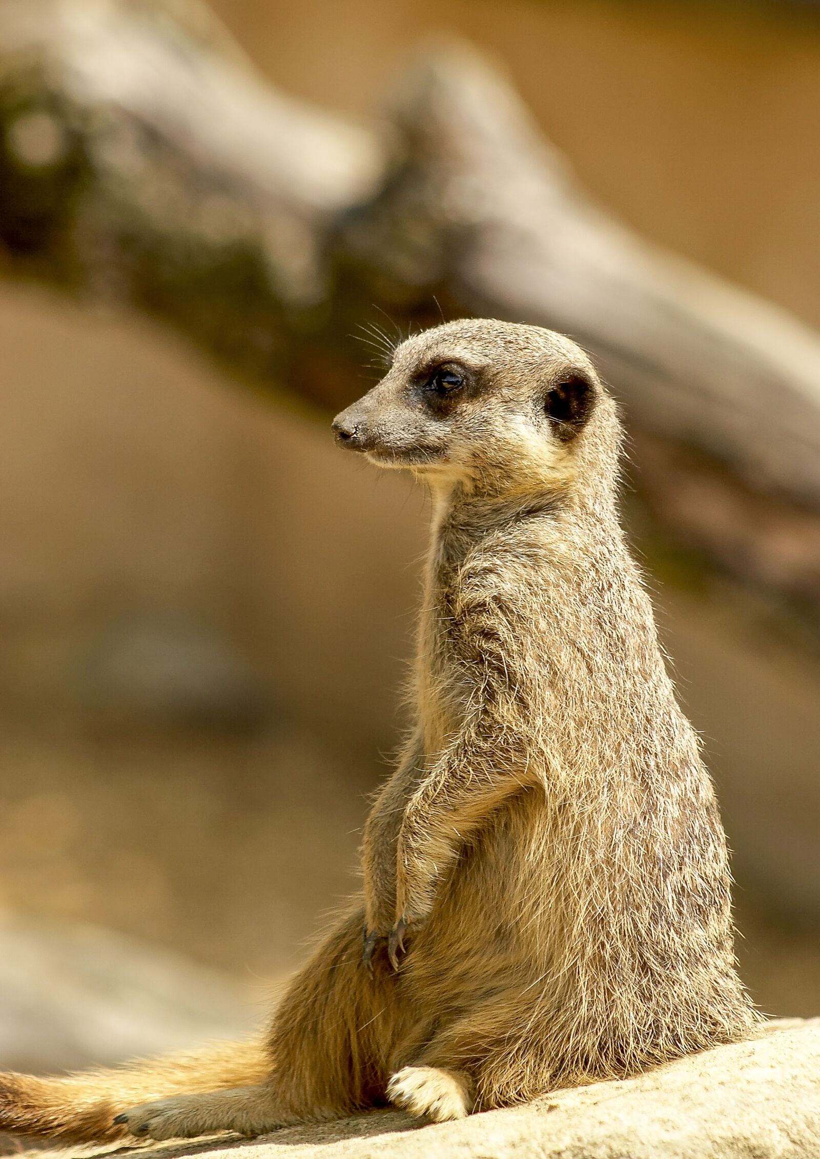 Canon EOS 20D sample photo. Animal, meerkat, mammal photography