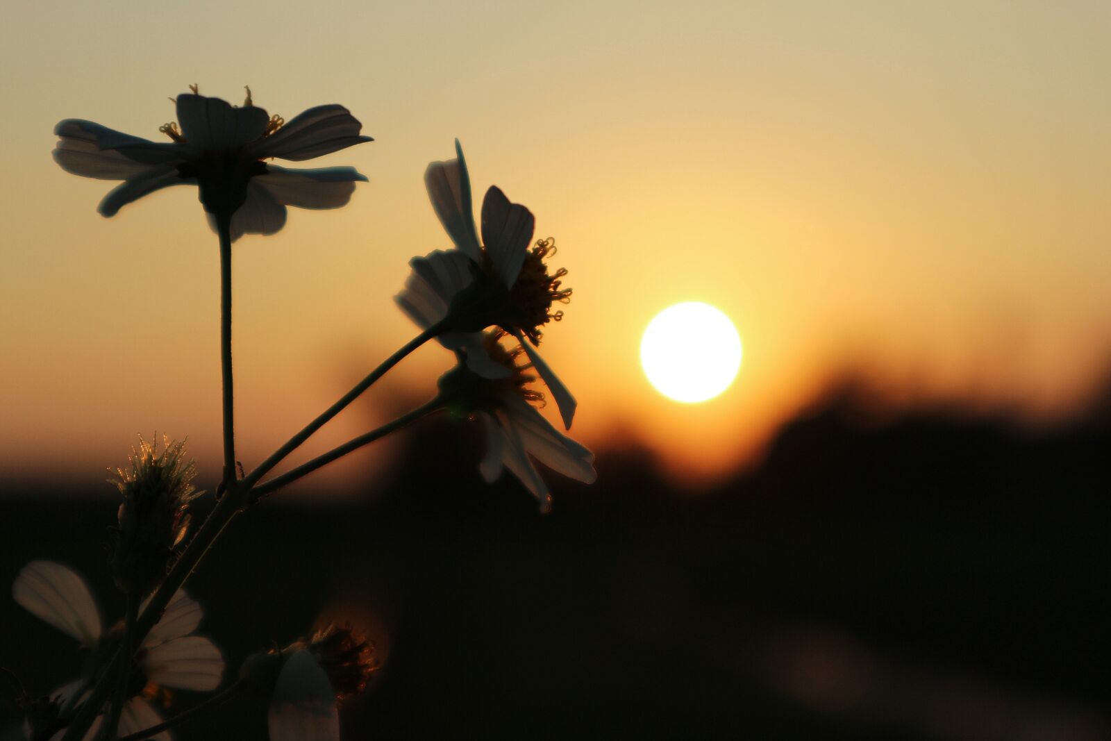 Canon EOS M10 sample photo. Sunset, daisy, flowers photography