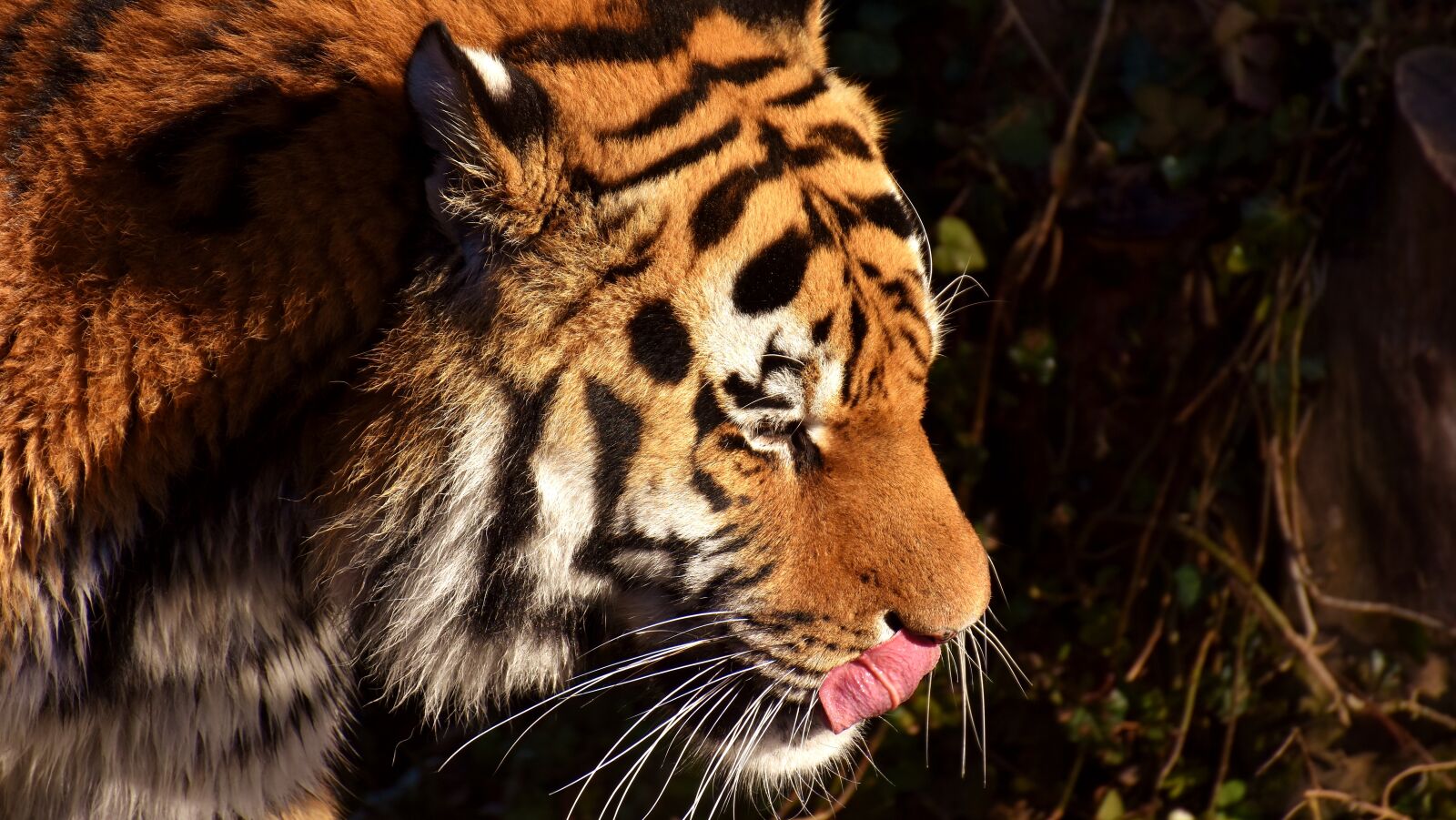 Nikon D7200 sample photo. Tiger, predator, fur photography