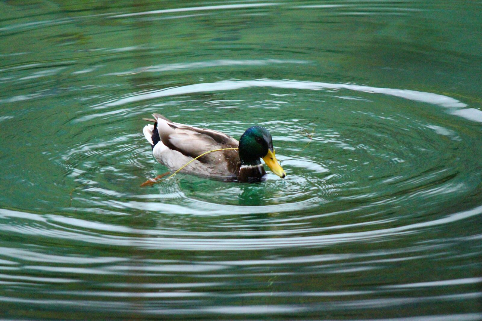 Canon EF-S 55-250mm F4-5.6 IS II sample photo. Lake, water, waters photography