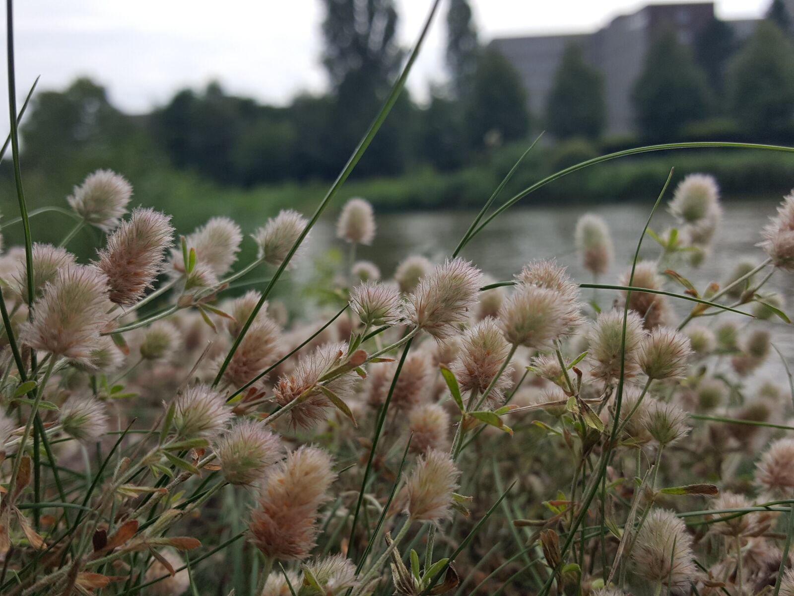 Samsung Galaxy S6 sample photo. Mittelland canal, channel, rabbit photography