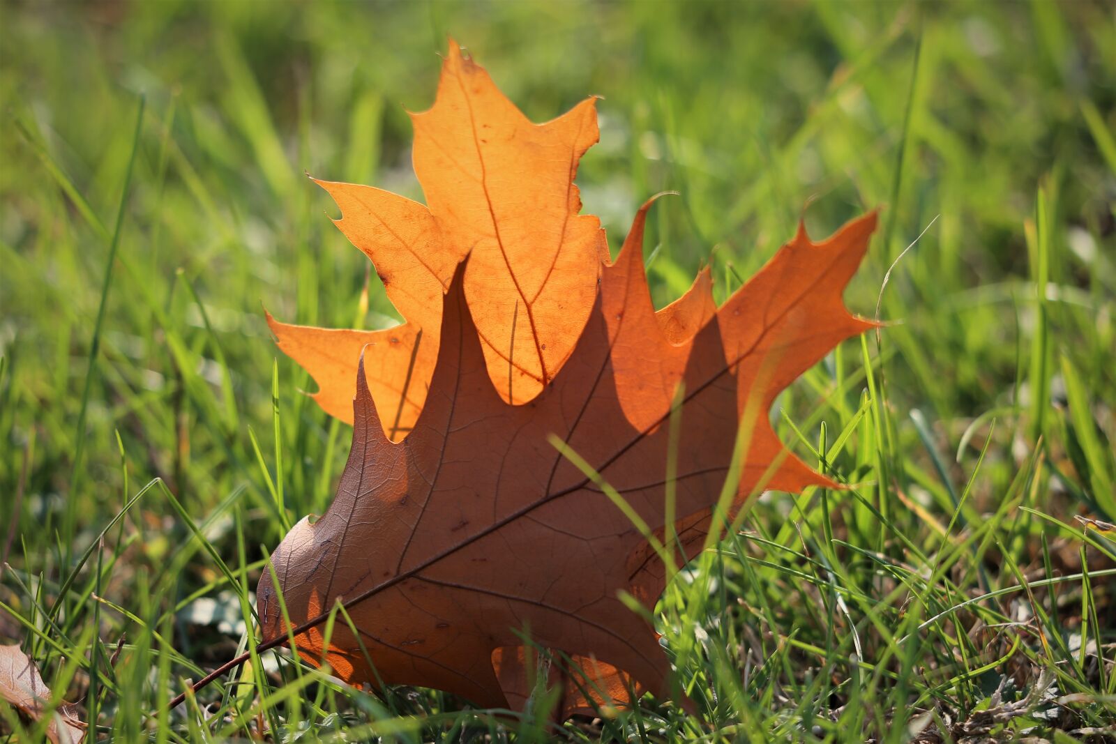 Canon EF 70-300 F4-5.6 IS II USM sample photo. Oak, quercus, brown leaf photography