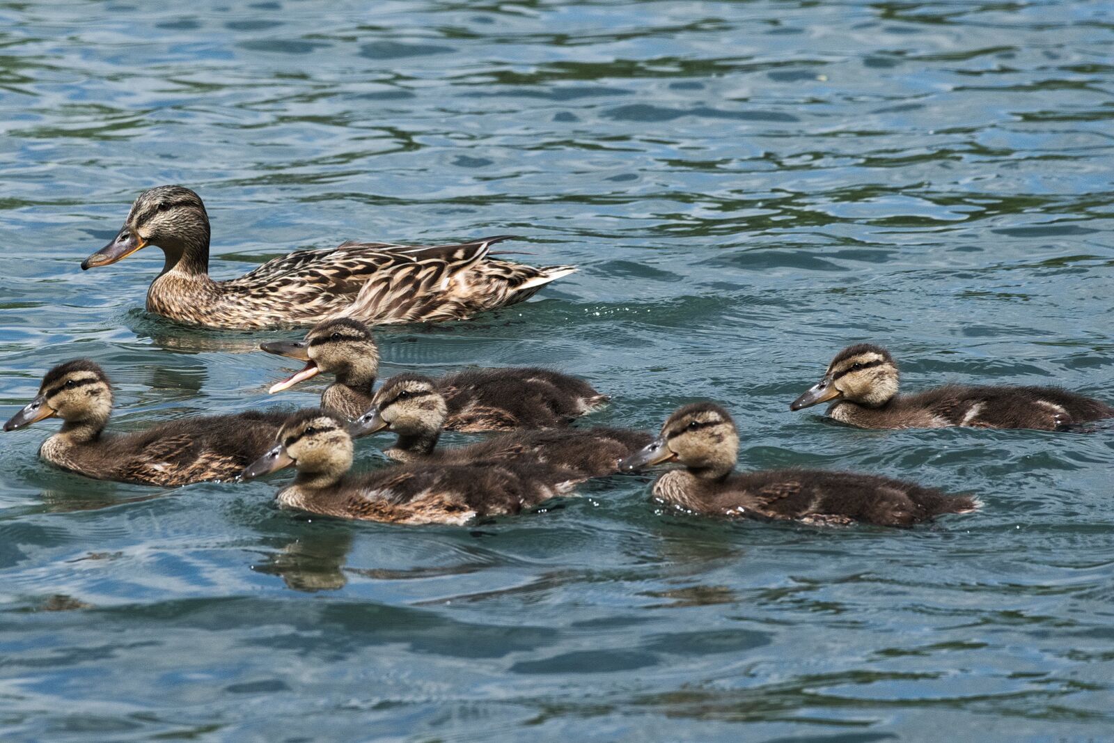 Nikon D3300 sample photo. Duck, young ducky, family photography