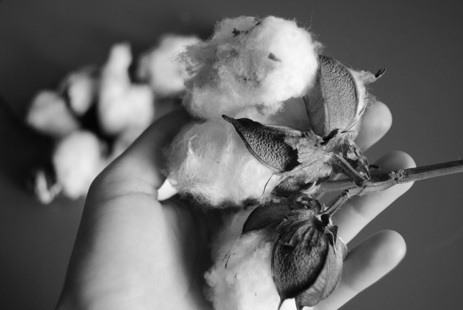 Nikon D3000 sample photo. Cotton, cotton, plant, plant photography